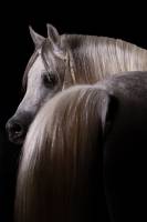 Aimen ASHUR - AIMEN ASHUR